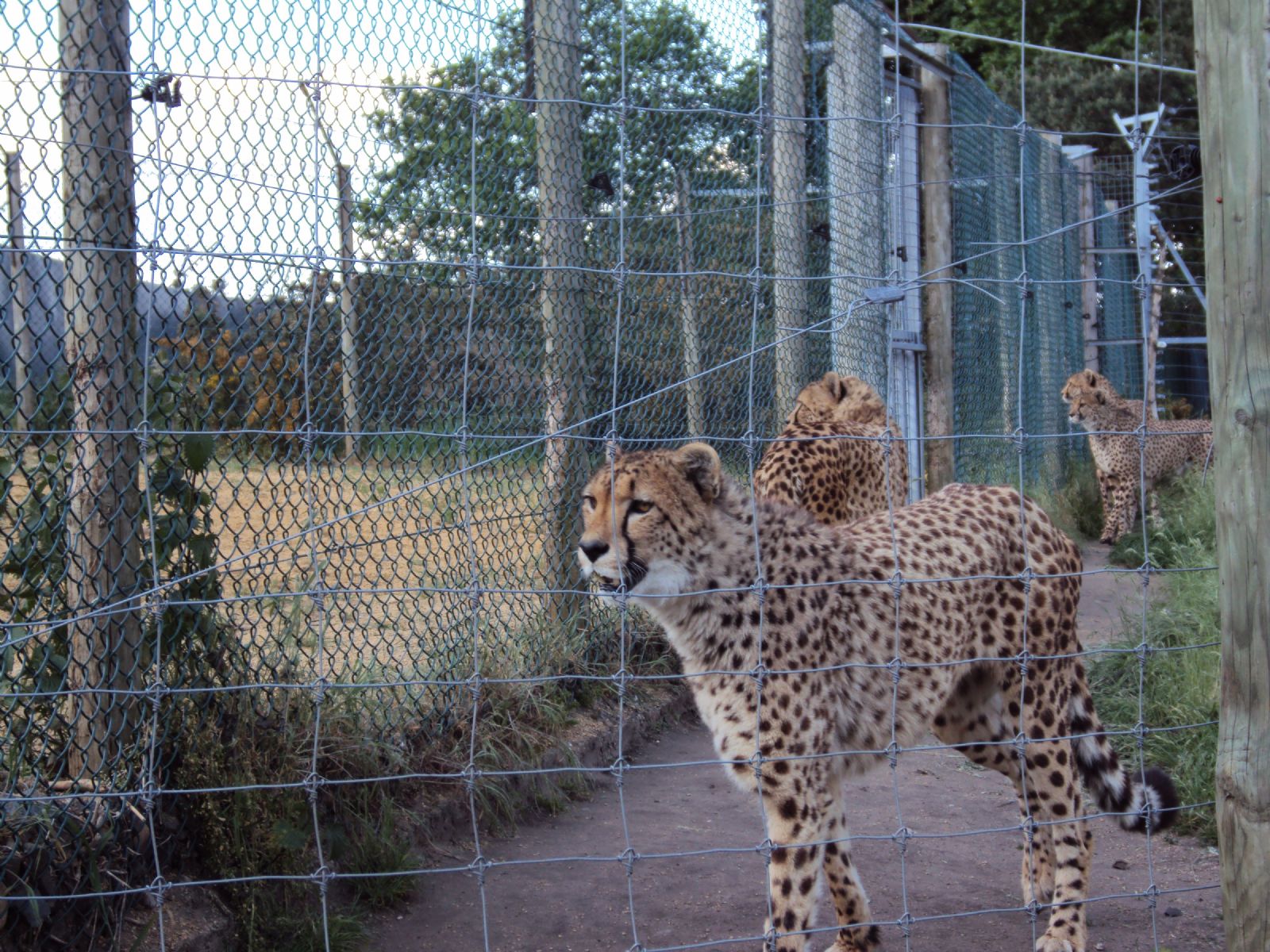 West Midland Safari Park